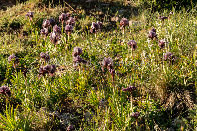 Al Arz;Iris;Iris Cedreti;Kaleidos;Kaleidos images;Lebanon;Middle East;Near East;Proche Orient;Tarek Charara;Flowers;Endemic;Endangered species;Endemic species;Critically endangered;Critically endangered species